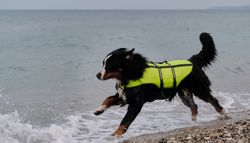 perro-de-emergencias-con-chaleco-corre-en-la-playa